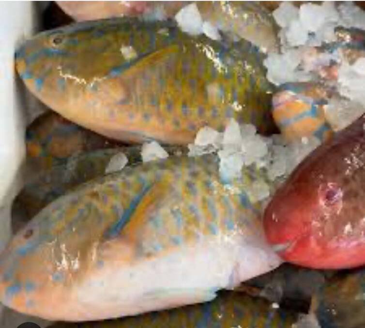 Parrot Fish