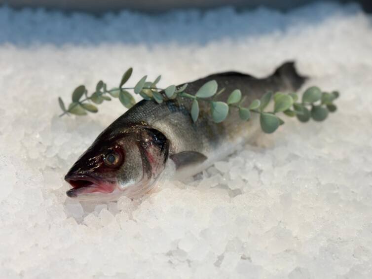 Sea Bass