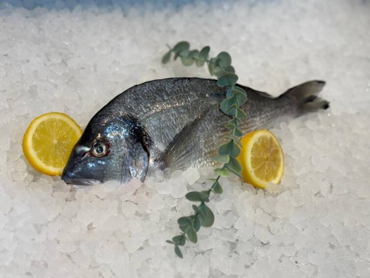 Sea Bream