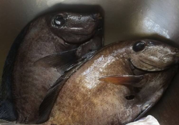 Doctor Fish
