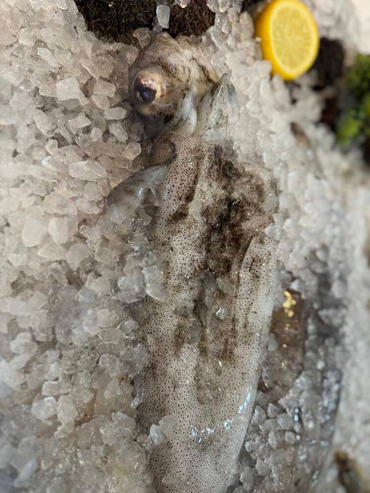 Whole Squid